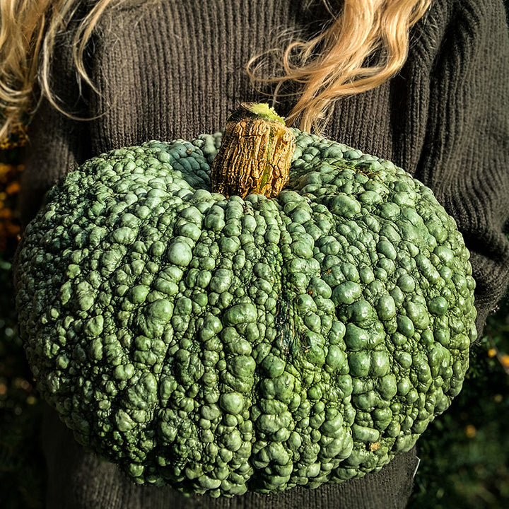 Woman holding a Buen Gusto de Horno Winter Squash in the autumn sun. Image by Lucy Hutchins.