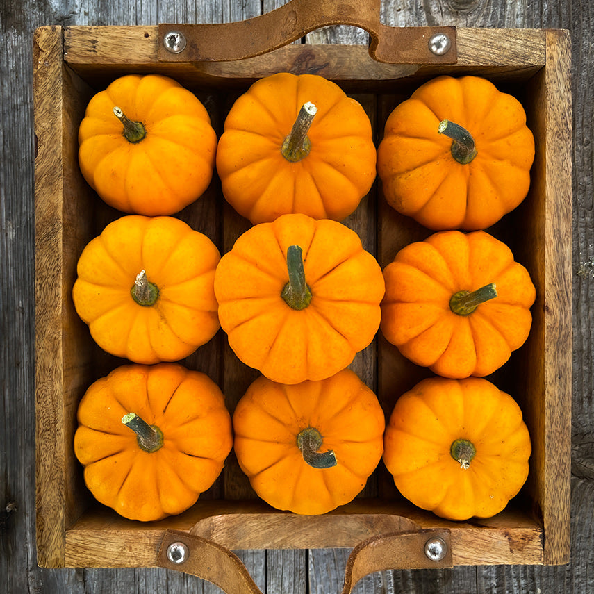 Nine Jack Be Little pumpkins in a square box. Image by Lucy Hutchins.