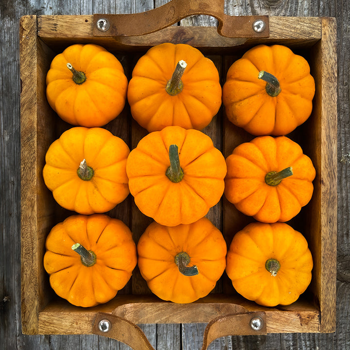 Nine Jack Be Little pumpkins in a square box. Image by Lucy Hutchins.