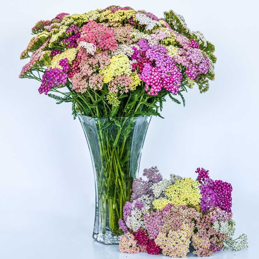 A glass vase full of Colorado Mix Yarrow on a white background.