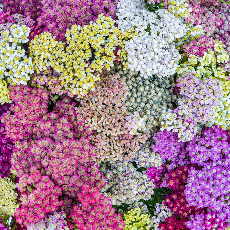 Closeup of the various colors of Colorado Mix Yarrow.
