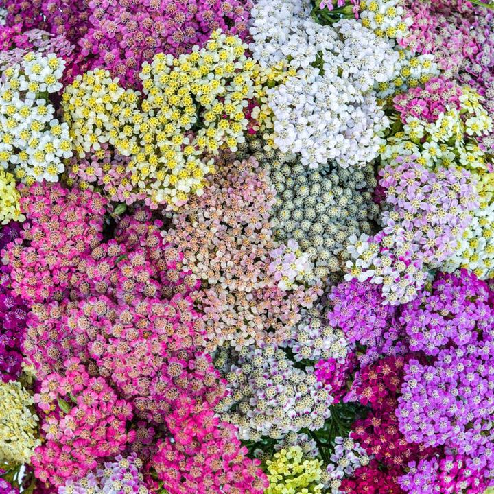 Closeup of the various colors of Colorado Mix Yarrow.
