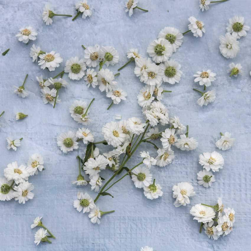 Double Diamond Pearl Yarrow flowers on a fabric background.