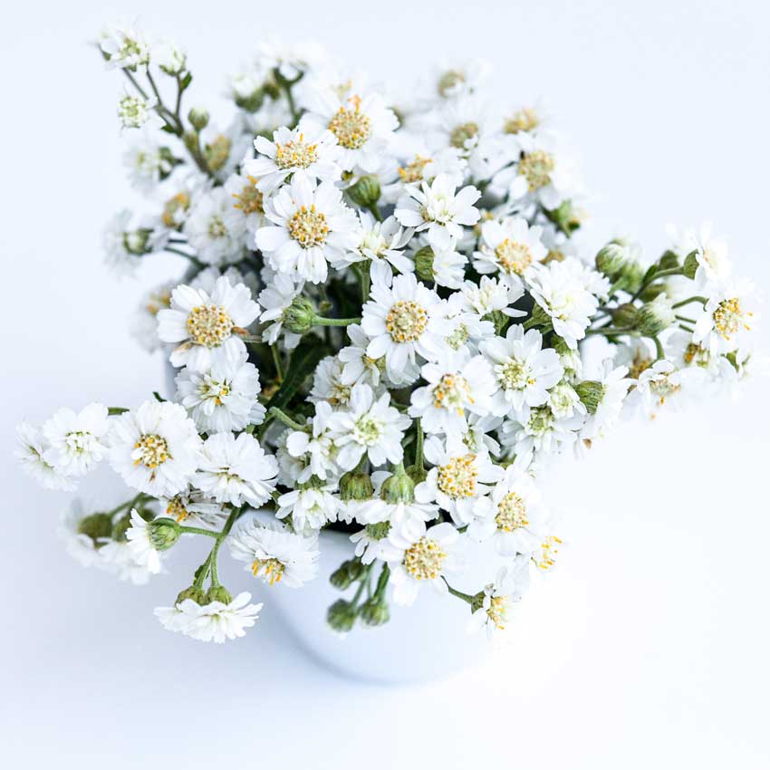 Double Diamond Pearl Yarrow bundle in a white vase on a white background.