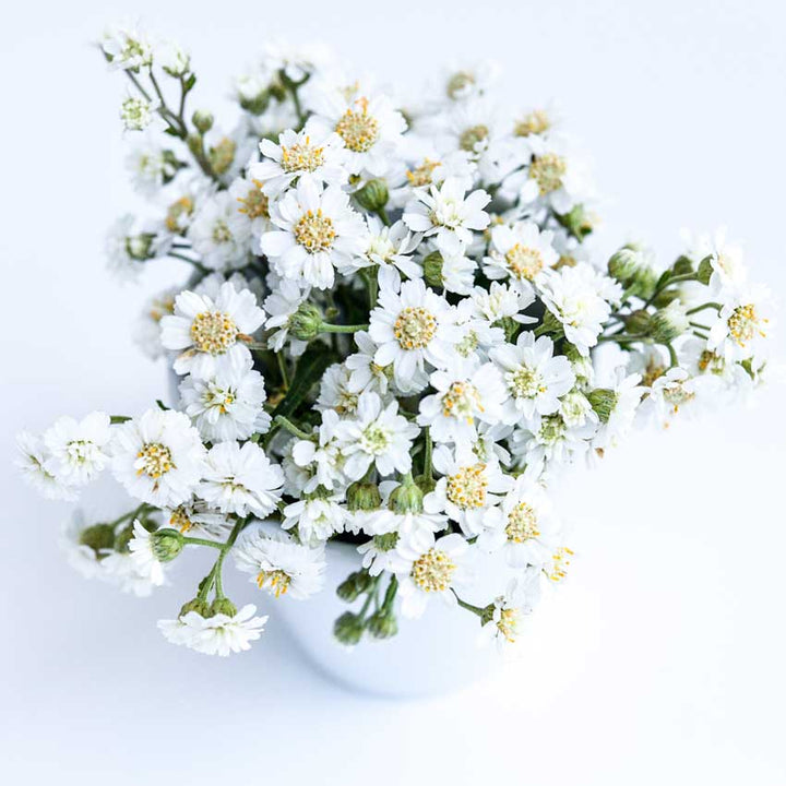 Double Diamond Pearl Yarrow bundle in a white vase on a white background.