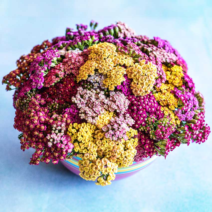 A bouquet of Flowerburst Fruitbowl Yarrow in a pink bowl on a light background.