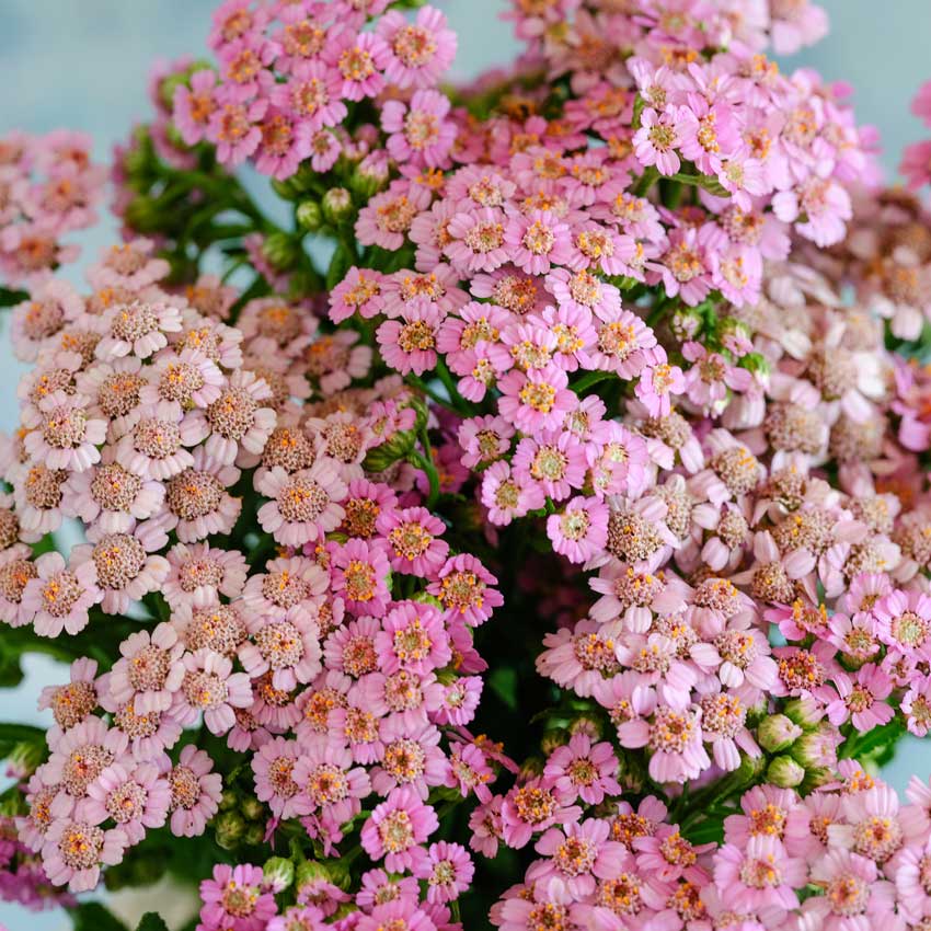 Close-up of Love Parade Yarrow blooms against a light blue background.