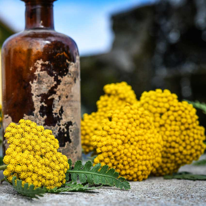Several Parker's Variety Yarrow flower clusters next to an antic glass bottle sitting on a stone ledge.