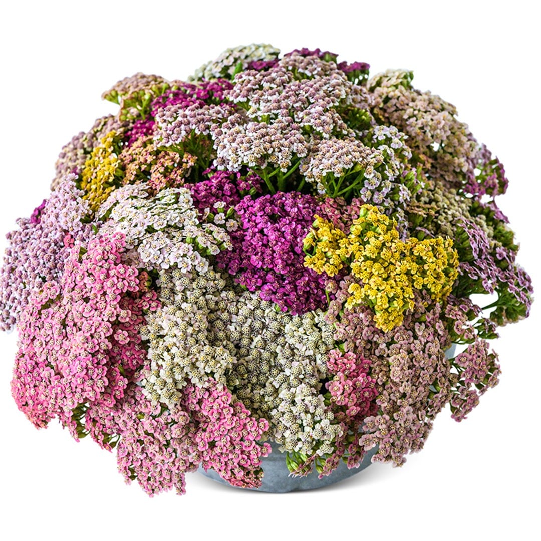 A bouquet of Yarrow Colorado Mix in a tin vase with a white background.