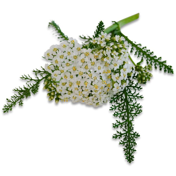 A close up of Common Yarrow flowers on a white background.