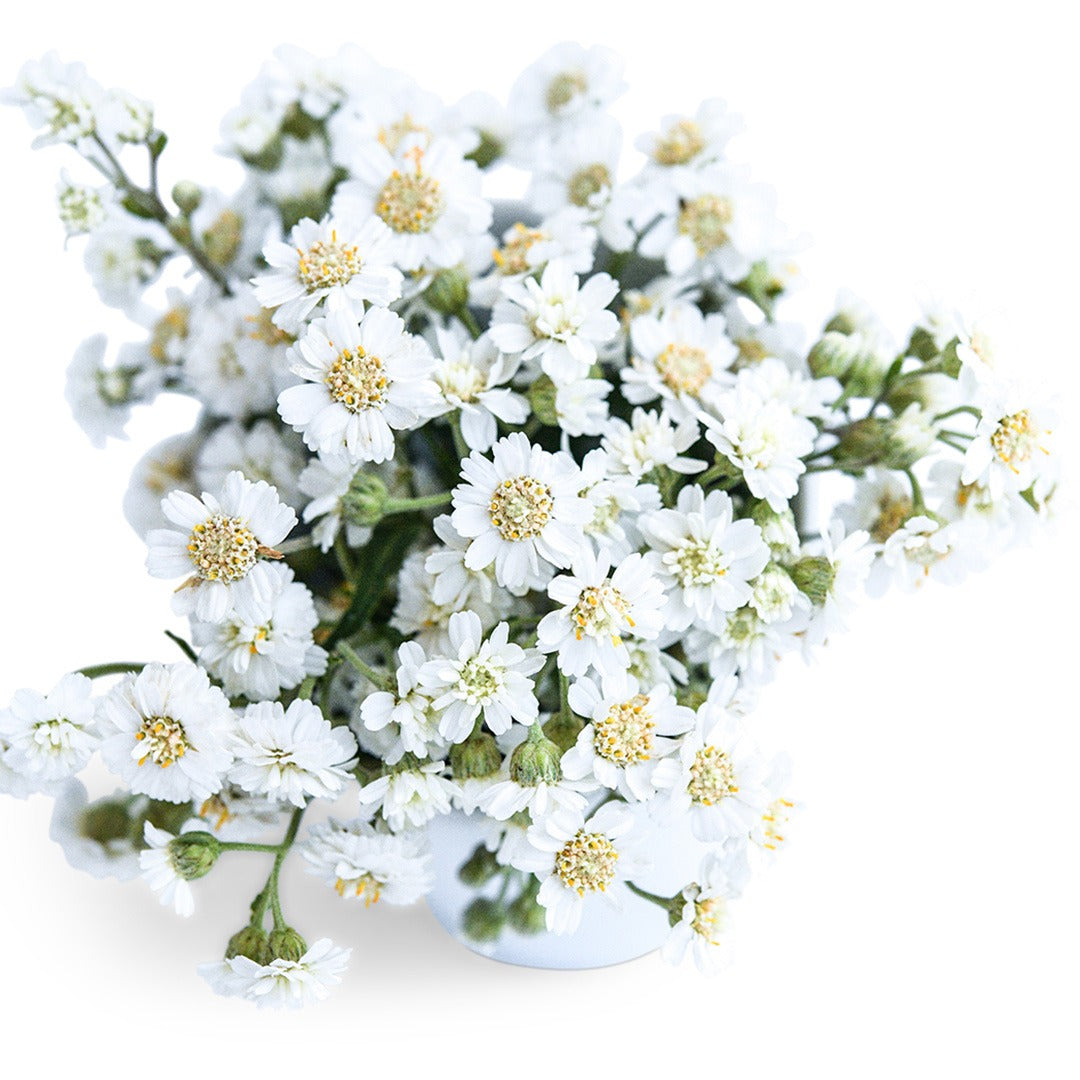 Yarrow Seeds, Double Diamond Pearl