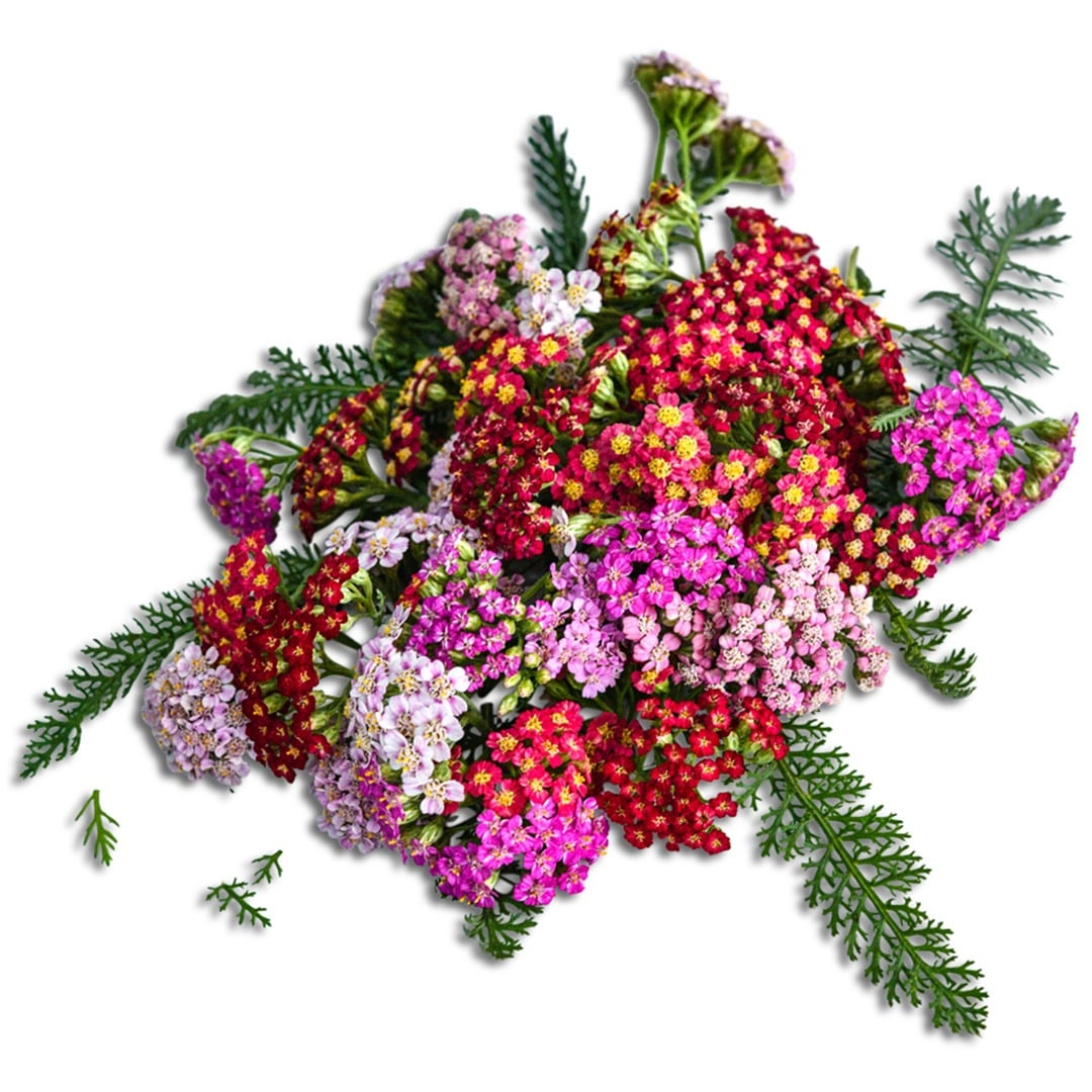 An overhead view of Flowerburst Fruitbowl Yarrow on a white background.