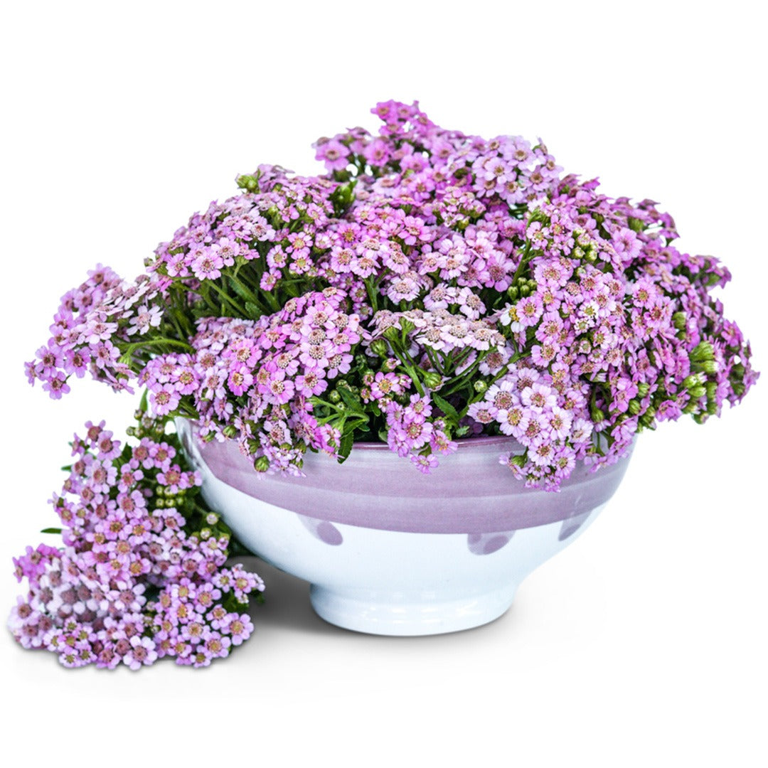 A bouquet of Love Parade Yarrow in a ceramic white and purple pot with a white background.