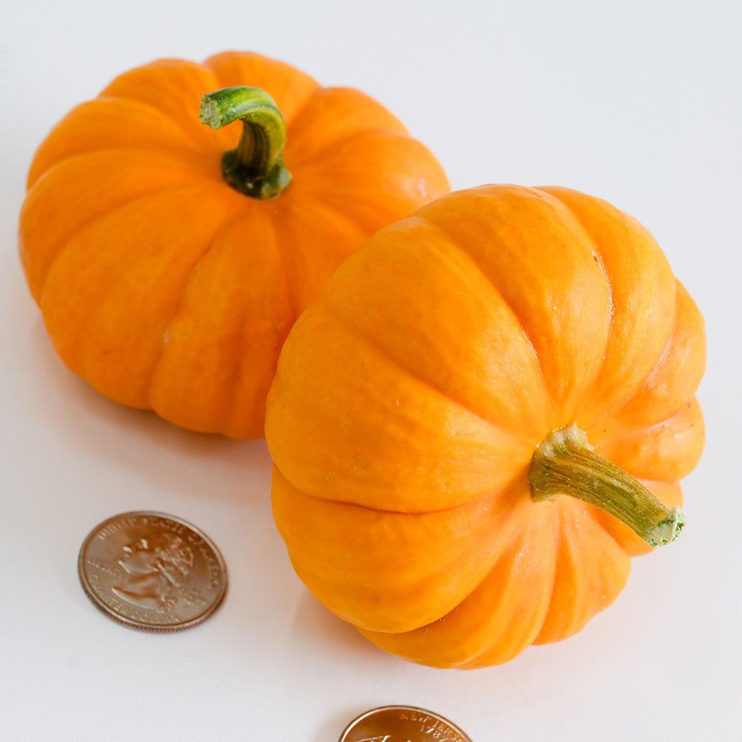 Two little pumpkins on a white background