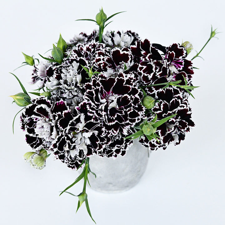 A vase full of Zebra Crossing Dianthus on a bright white background.