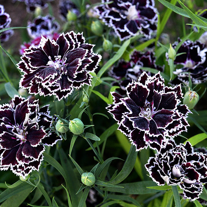 Zebra Crossing Dianthus growing in the trial gardens at Baker Creek.