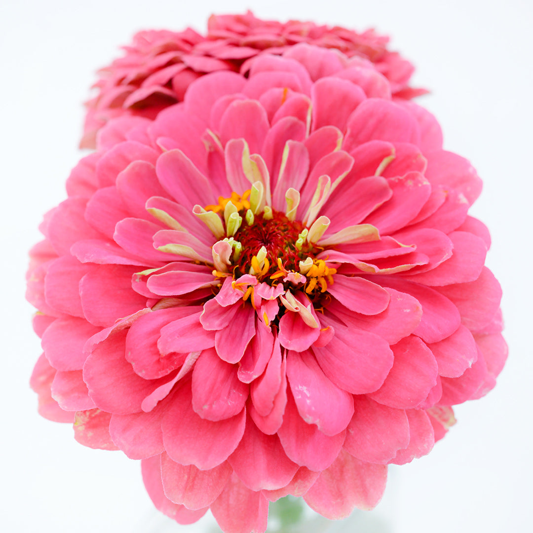 A close-up view of a Benary&