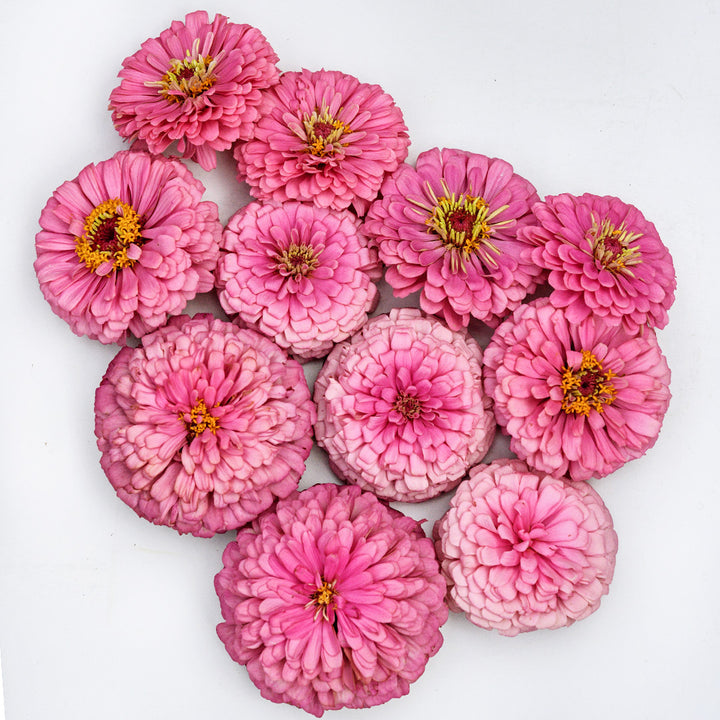 An arrangement of Benary's Giant Bright Pink Zinnias on a white background.