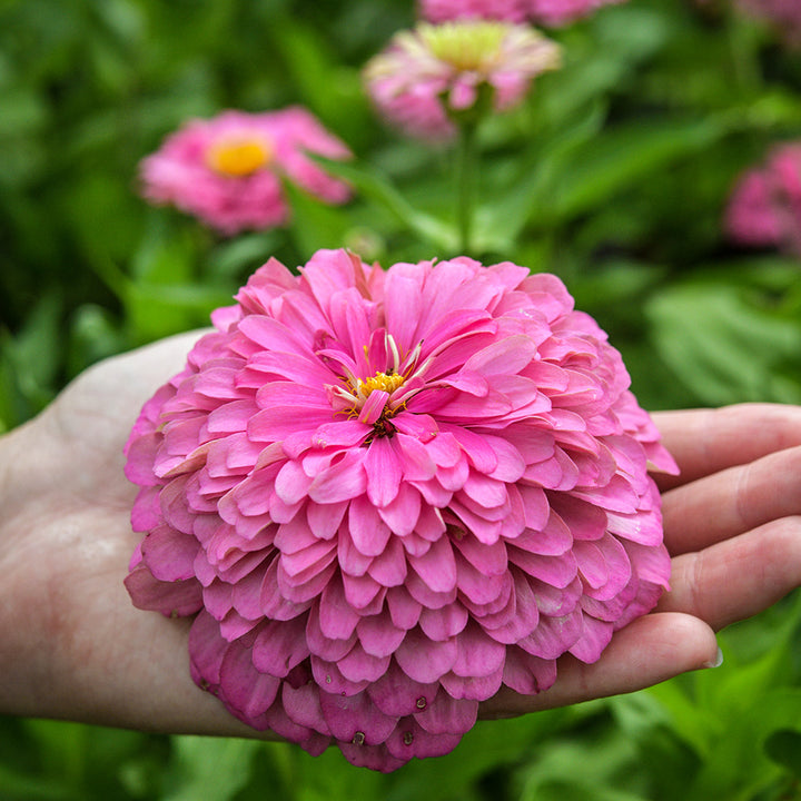 A gardener holds a lovely Benary&