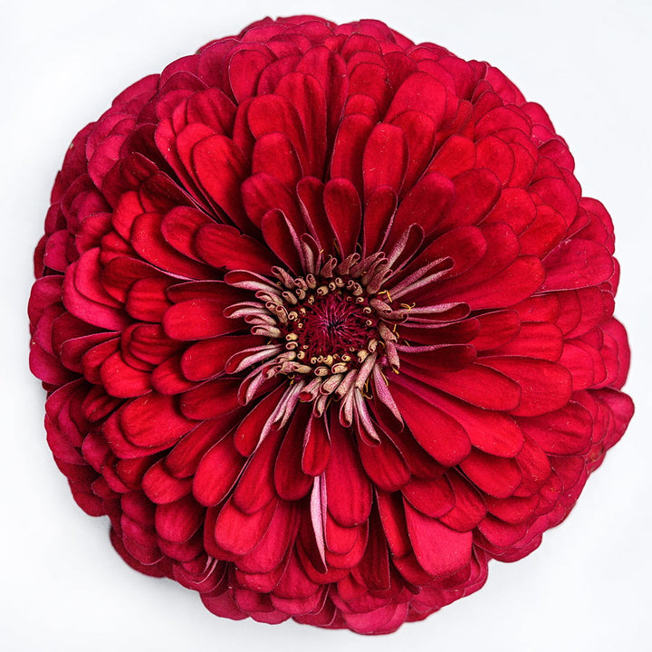 A detailed macro perspective of a single Benary's Giant Deep Red Zinnia bloom on a white background.