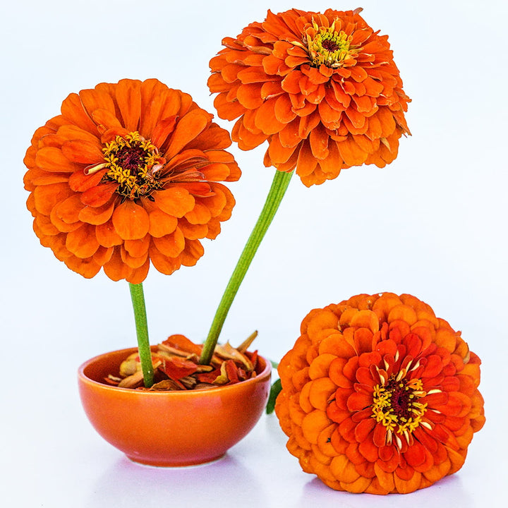 An arrangement of Benary's Giant Orange Zinnias in an orange bowl on a white background.