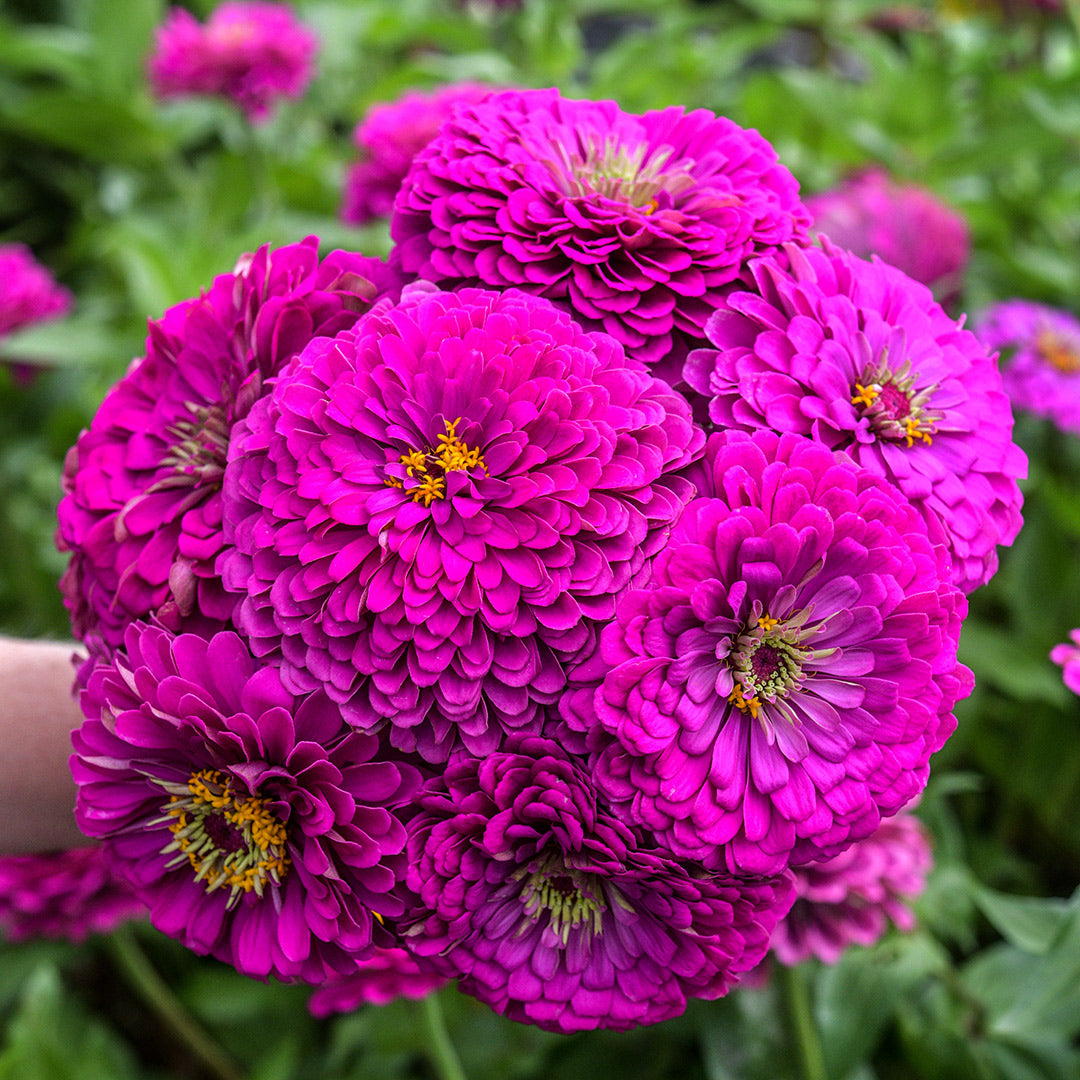 A Baker Creek gardener holds a large bouquet of freshly plucked Benary&