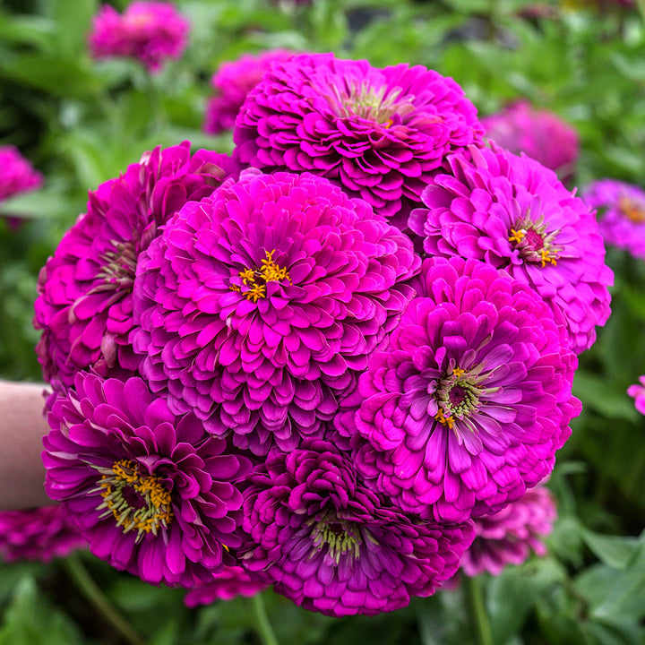 A Baker Creek gardener holds a large bouquet of freshly plucked Benary&