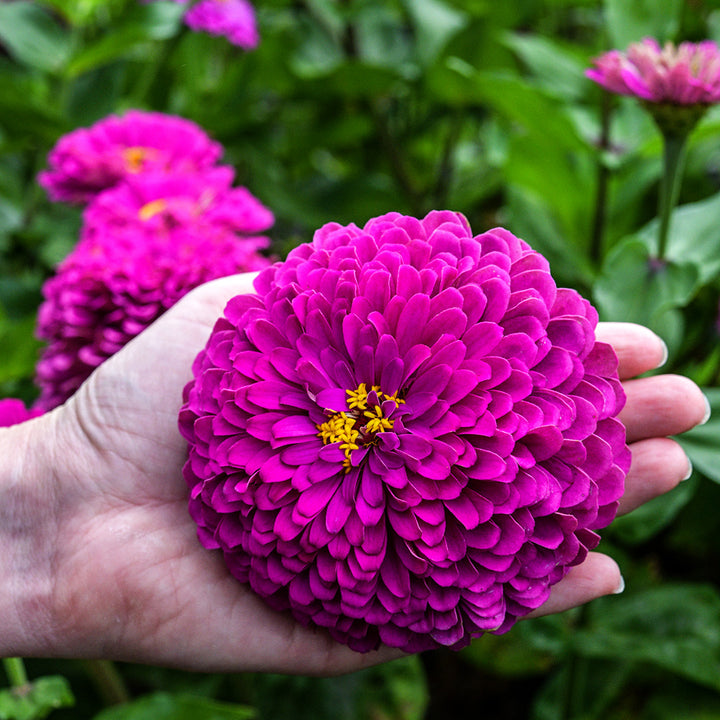 A Baker Creek gardener shows off a huge Benary&