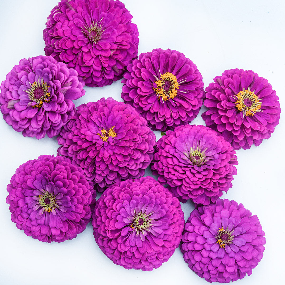 An arrangement of Benary&