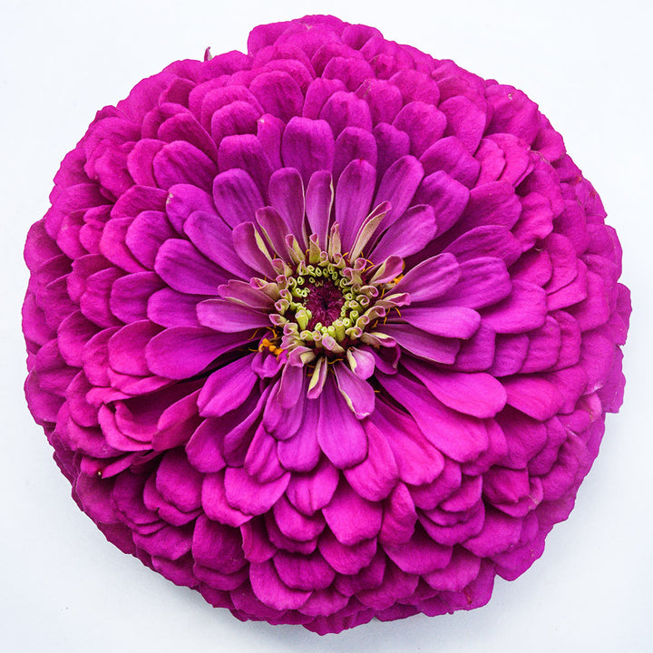 A single Benary's Giant Purple Zinnia sitting on a white background.