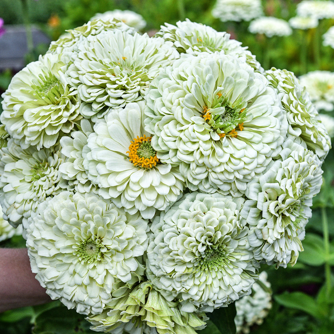 A gardener at Baker Creek holds a giant bouquet of Benary&