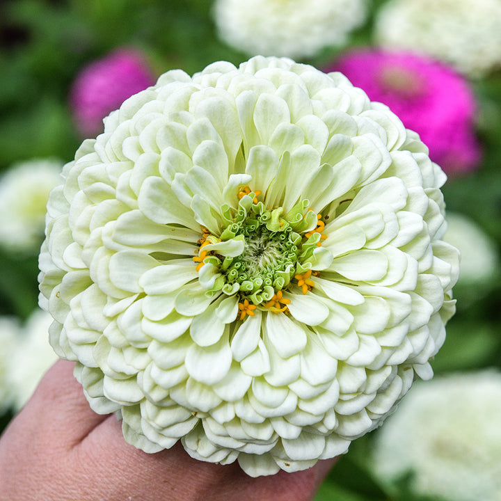 A Baker Creek gardener holds a single stem of Benary's Giant White Zinnia in the garden.