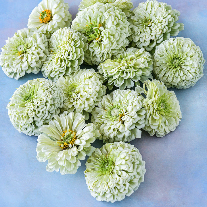 Benary's Giant White Zinnia flowers arranged on a light blue background.