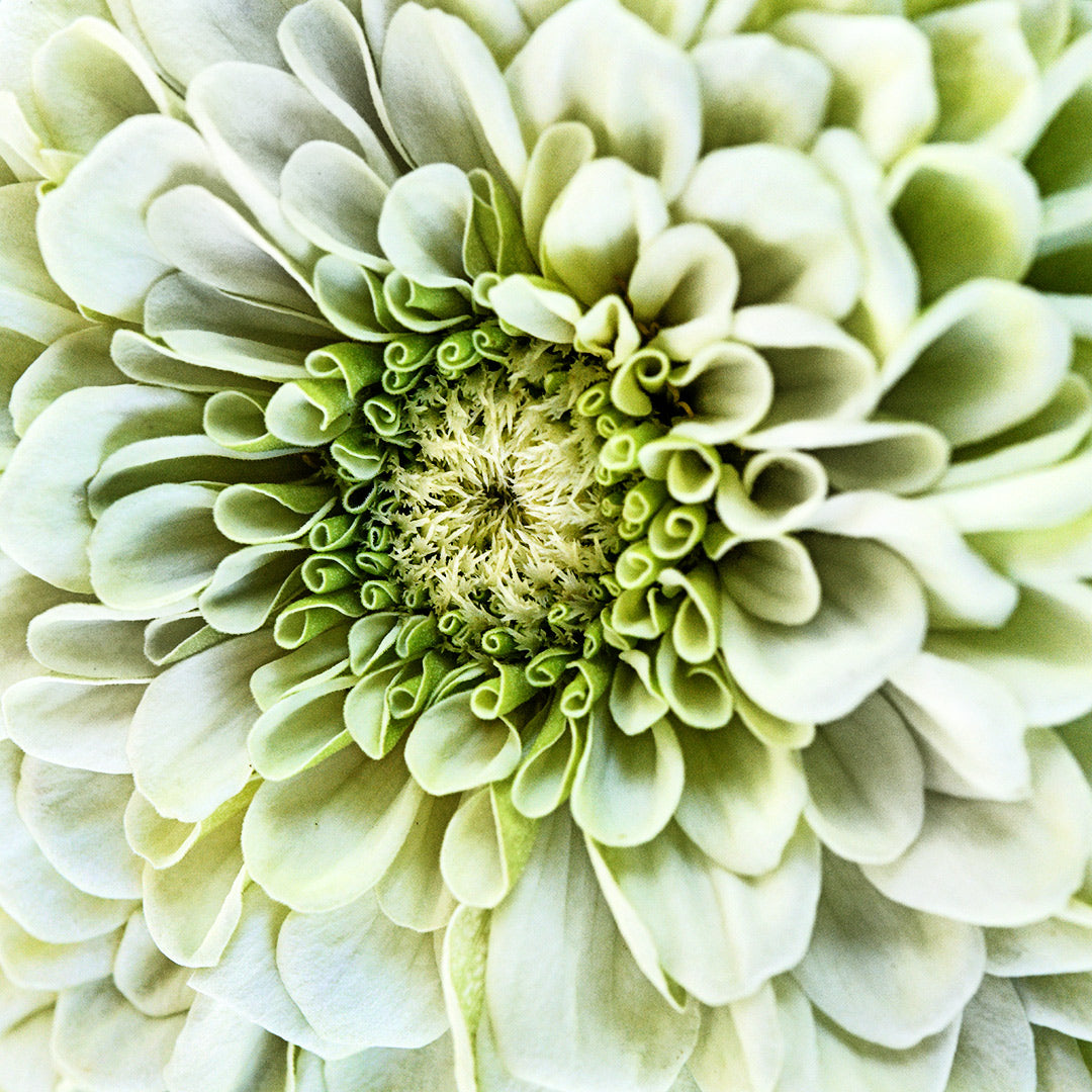 A close-up micro view of the center of a Benary&