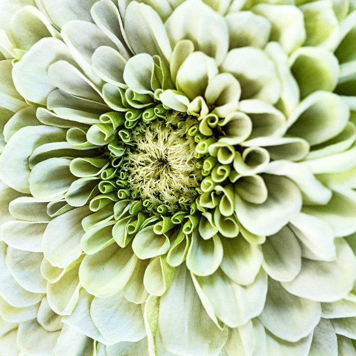 A close-up micro view of the center of a Benary&
