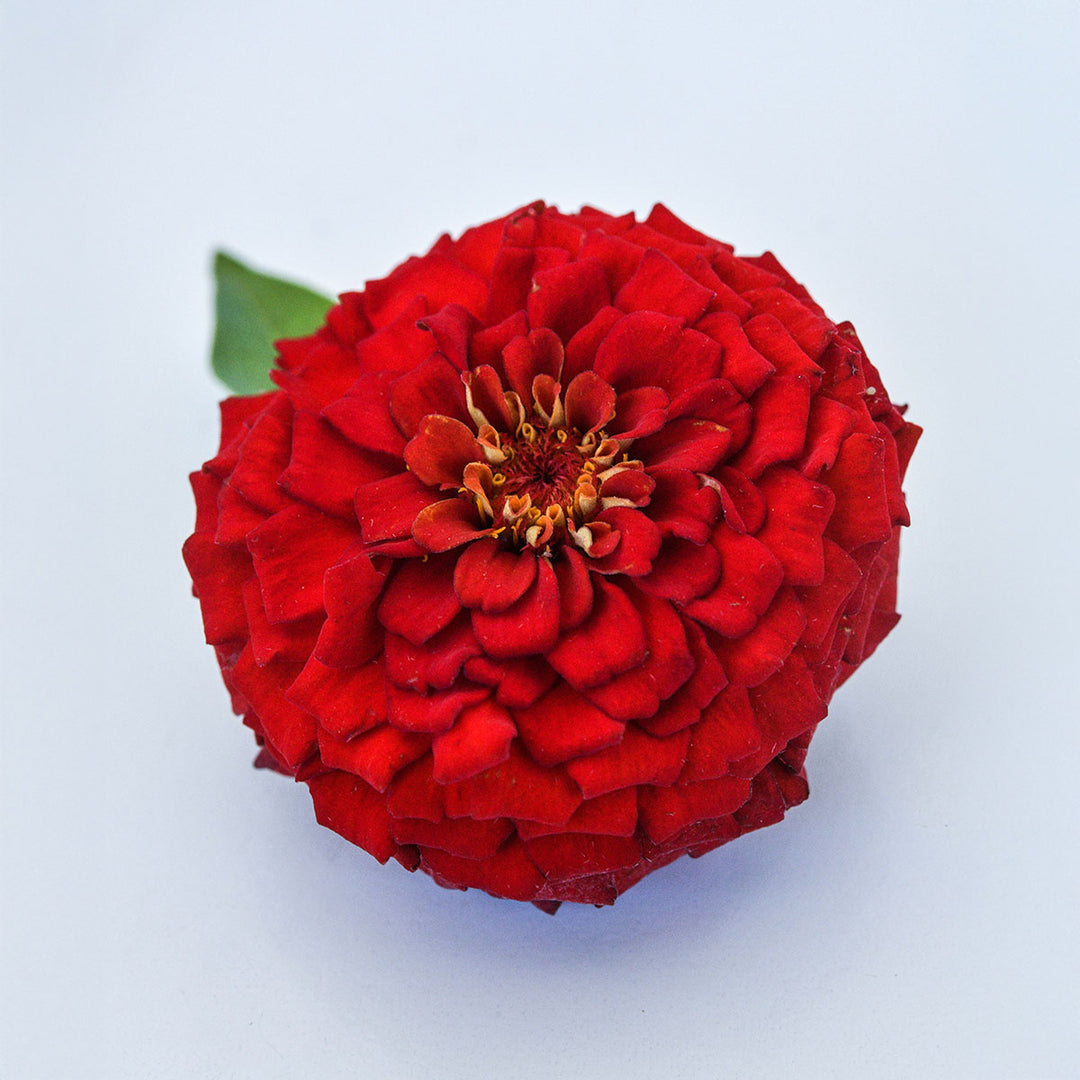 Close up of Oklahoma Zinnia on a light background.