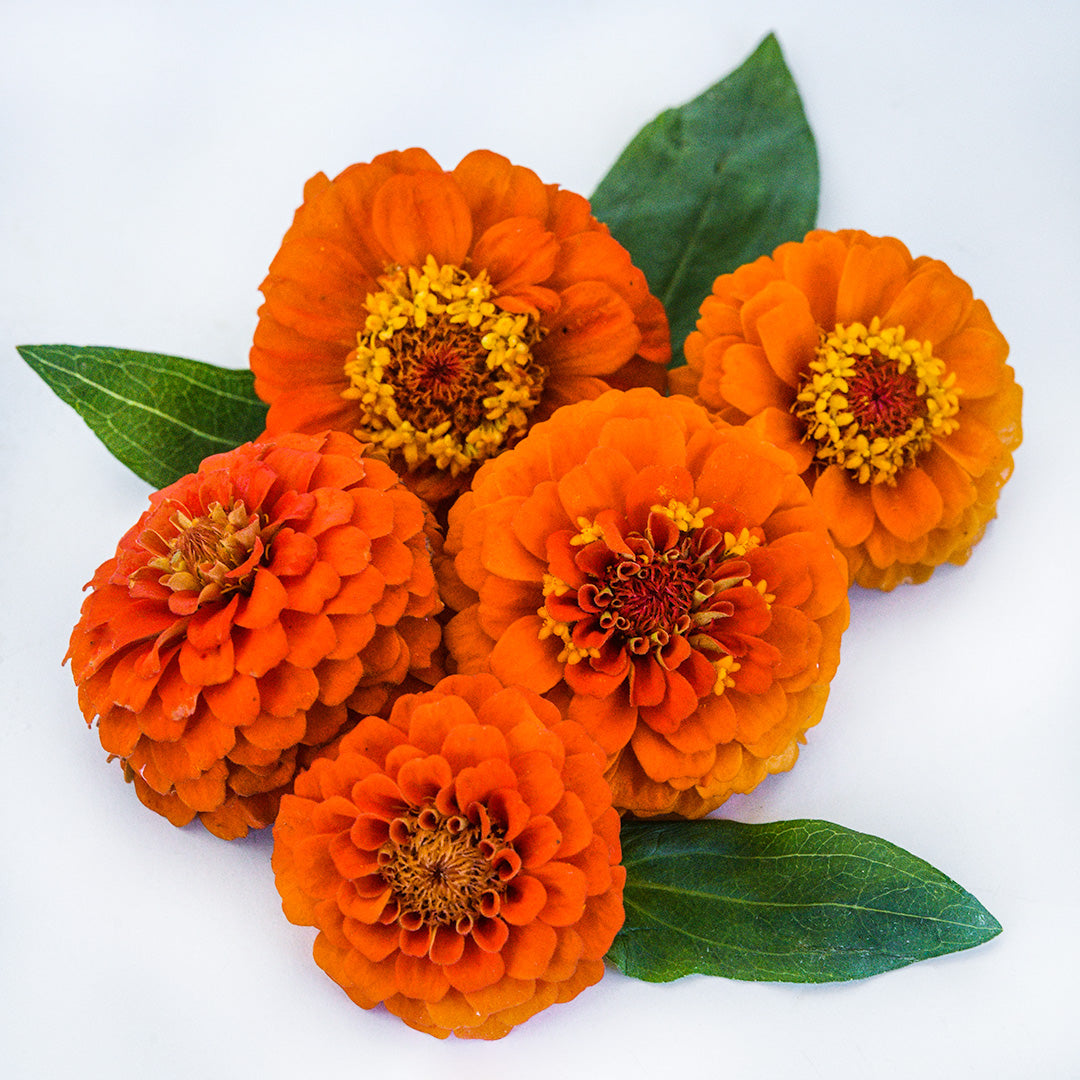 Five Zinnita Orange Zinnias arranged on a white background with foliage.