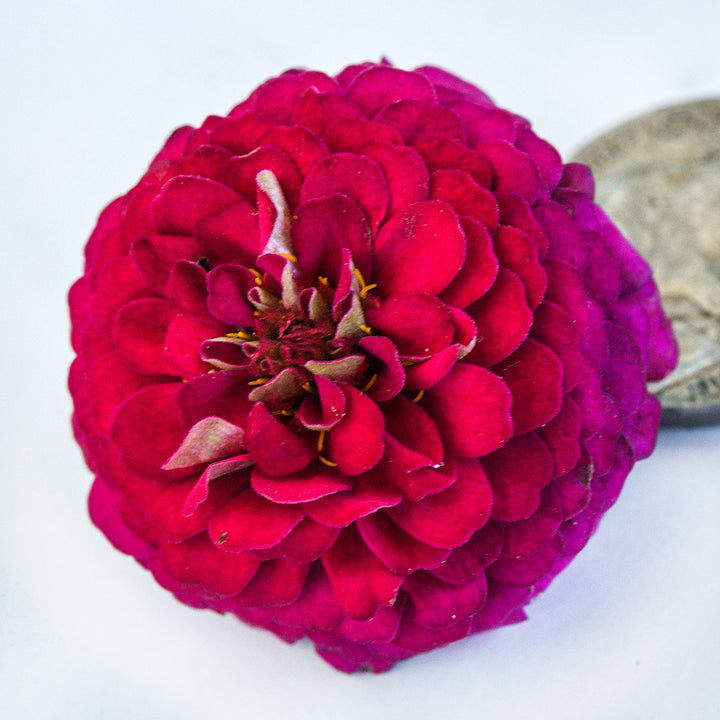Close-up of a Zinnita Rose Zinnia with a vintage nickel to show size.