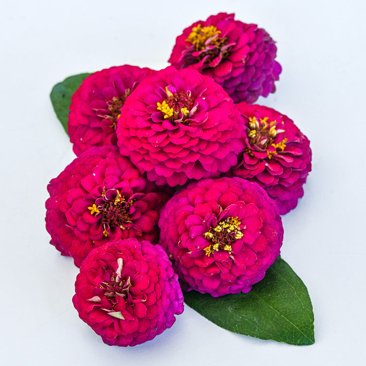 A pile of Zinnita Rose Zinnias on white background.