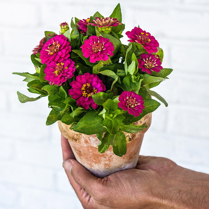 A gardener holding a potted Zinnita Rose Zinnia against a white brick wall.