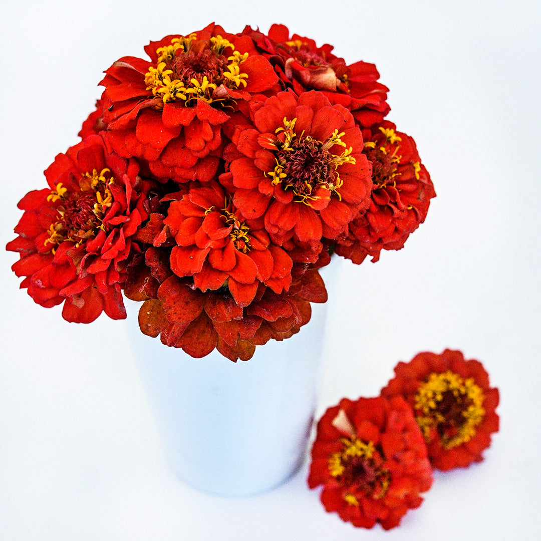 Zinnita Scarlet Zinnias in a white vase on a white background.