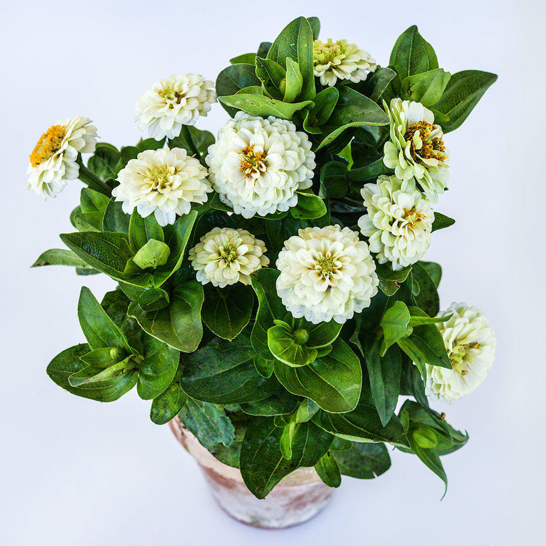 A Zinnita White Zinnia plant in a terra cotta pot on a white background.