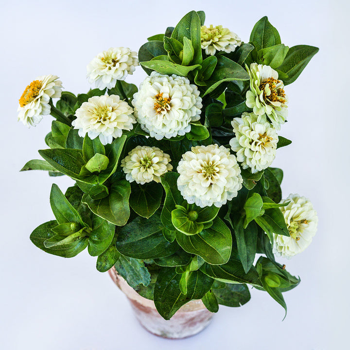 A Zinnita White Zinnia plant in a terra cotta pot on a white background.