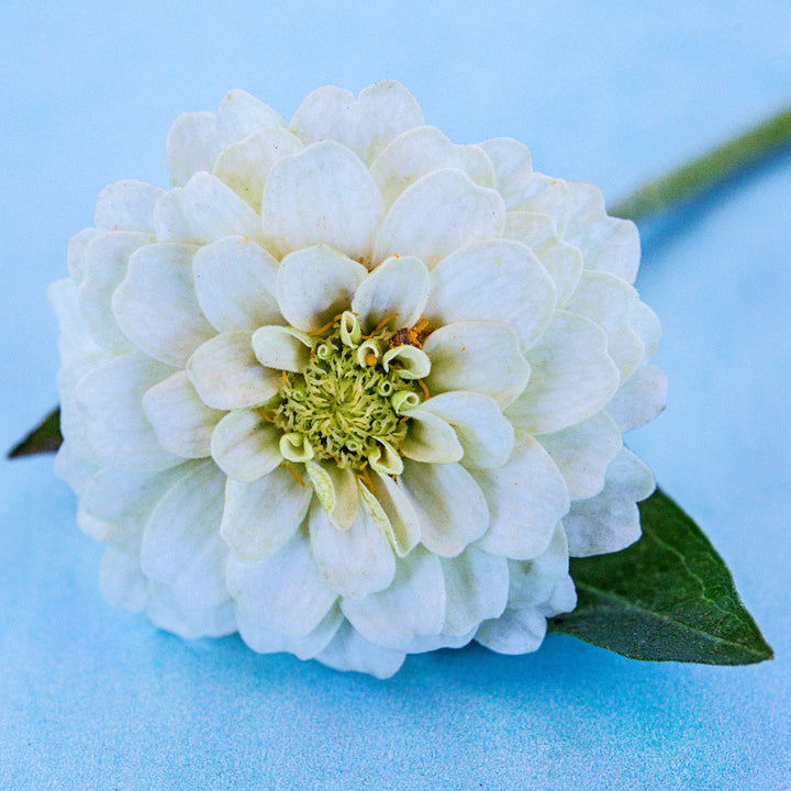 A single Zinnita White Zinnia on a light blue background.