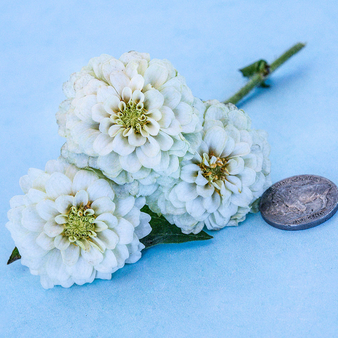 Three Zinnita White Zinnias on a light blue background with a vintage buffalo nickel.