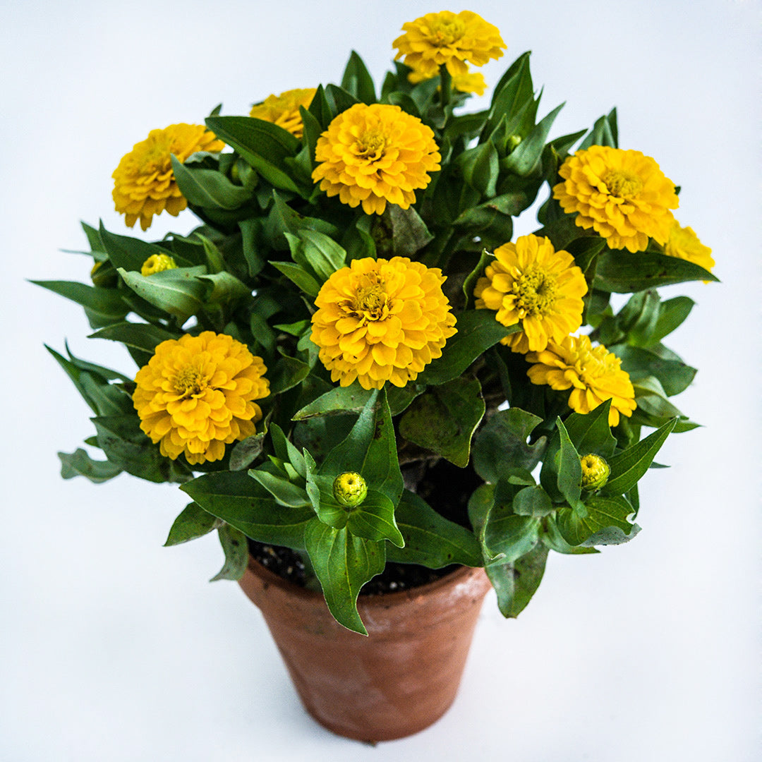 A Zinnita Yellow Zinnia plant growing in a terra cotta pot on a white background.