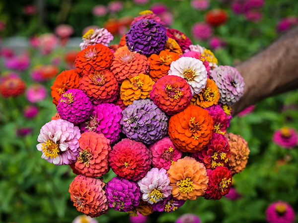 Zinnia Seeds, Cupid Mix
