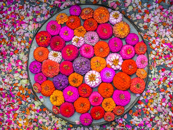 Zinnia Seeds, Cupid Mix