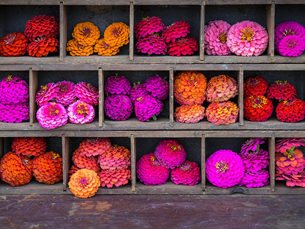 Zinnia Seeds, Cupid Mix
