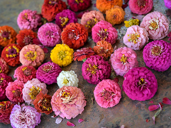 Zinnia Seeds, Cupid Mix
